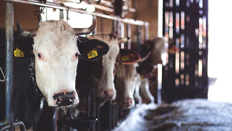 Solutions for Dairy Manufacturers