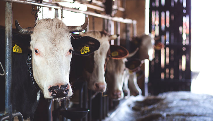 Solutions for Dairy Manufacturers